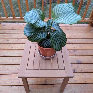 Denise added a photo of their purchase