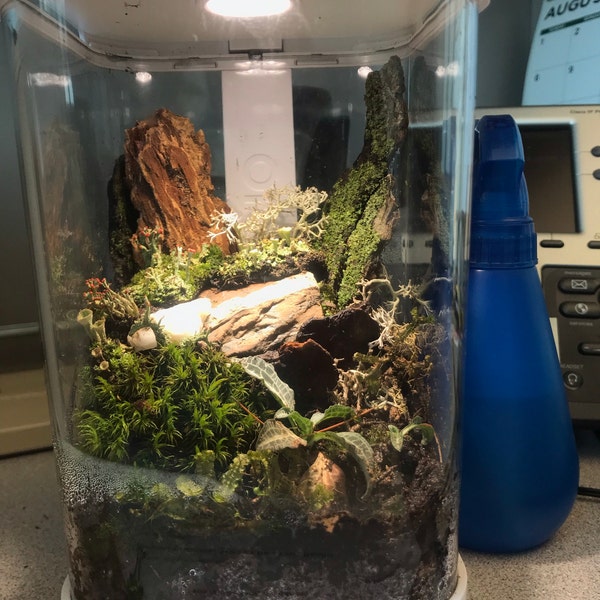 Orchidbox Mini Smart Terrarium (white) - LED Terrarium for Cuttings ...