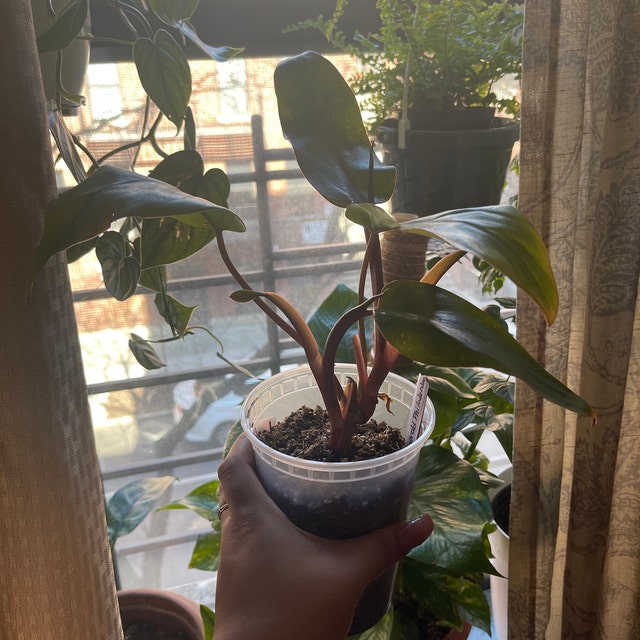 フィロデンドロン レッド エメラルド (Philodendron Erubescens)、1