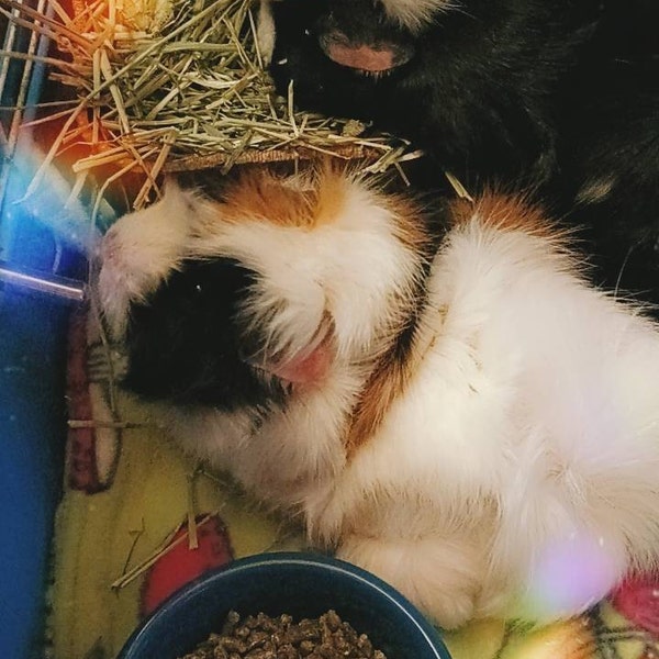 A closer look at Custom Fleece Liners Guinea Pigs