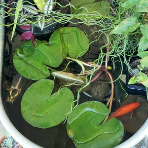 Nichole ha añadido una foto de su compra