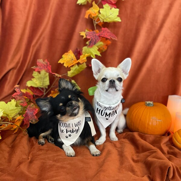 Bufanda Para Perros Bandana Para Perro 'Big Sister' Boda