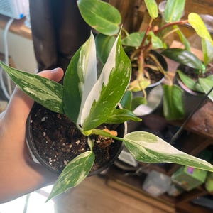 Lisa added a photo of their purchase