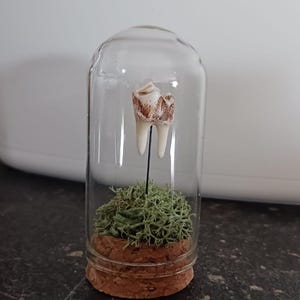 Milan added a photo of their purchase