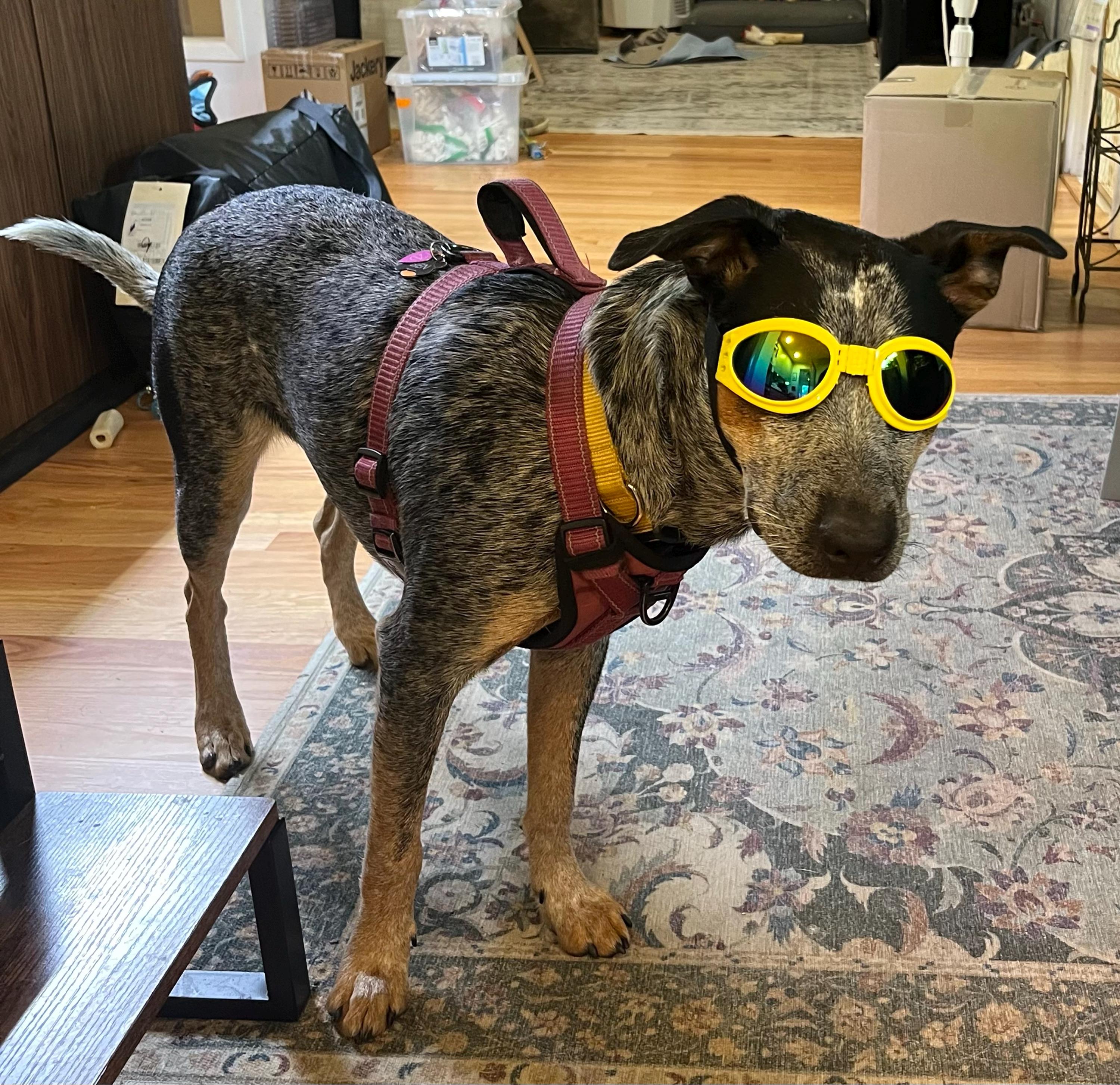 Doggie Sunglasses with UV Protection – Chin Strap, Foldable, works great with water, snow , sun and wind- Multiple Color Options