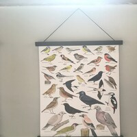 British Garden Birds A3 Identification Poster, Wildlife Chart, Nature ...