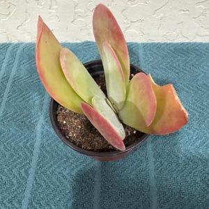 Comprador de Etsy ha añadido una foto de su compra