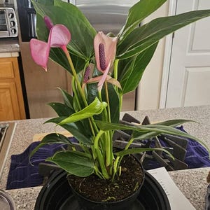 Dana added a photo of their purchase
