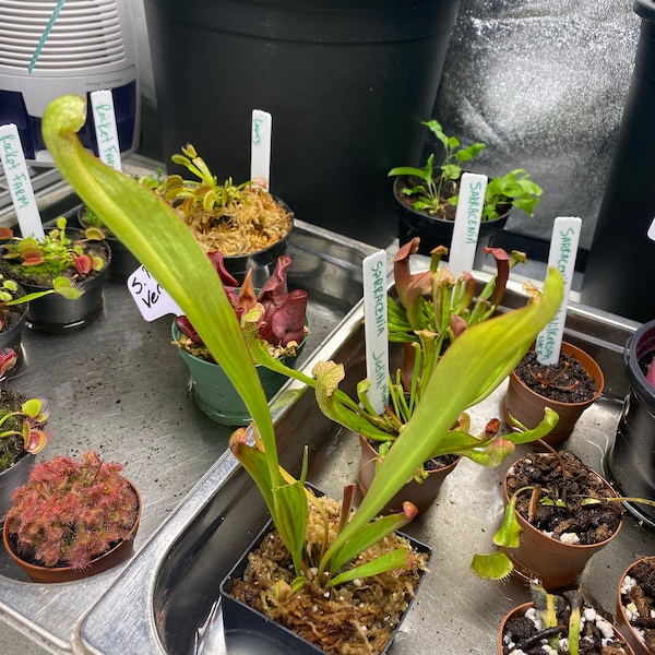BIG Carnivorous Sarracenia "scarlet Belle" Carnivorous Pitcher Plant X ...