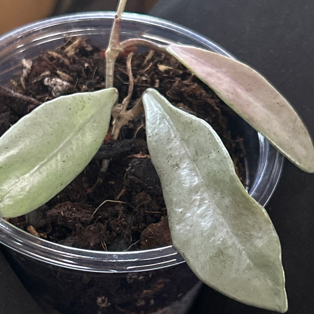 Hoya Wilbur Graves Silver UNROOTED Cutting - Etsy 日本