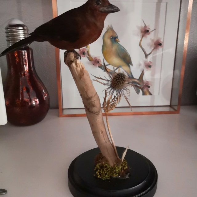 wondernature on Etsy