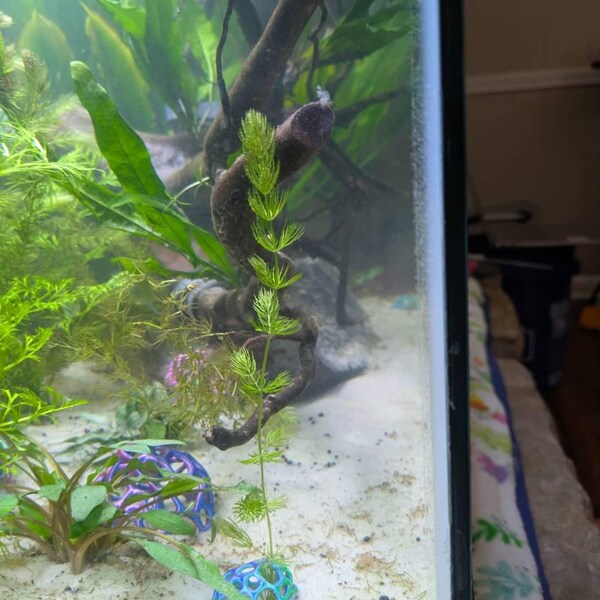 Picture of Abstract Stone Arch Aquarium Decoration - Etsy