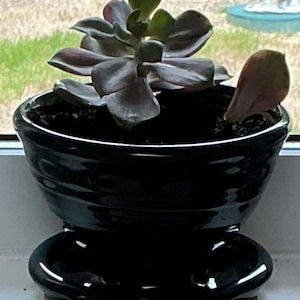 Mare added a photo of their purchase