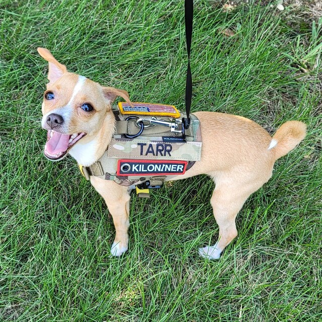 Kiloniner M4 Tactical MOLLE Dog & Cat Harness | Hiking and Kiloniner M4 Tactical MOLLE Dog & Cat Harness | Hiking and