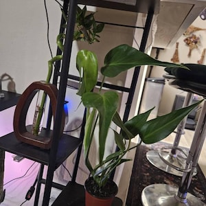 Pamela added a photo of their purchase