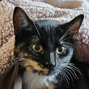 Stacey ha añadido una foto de su compra