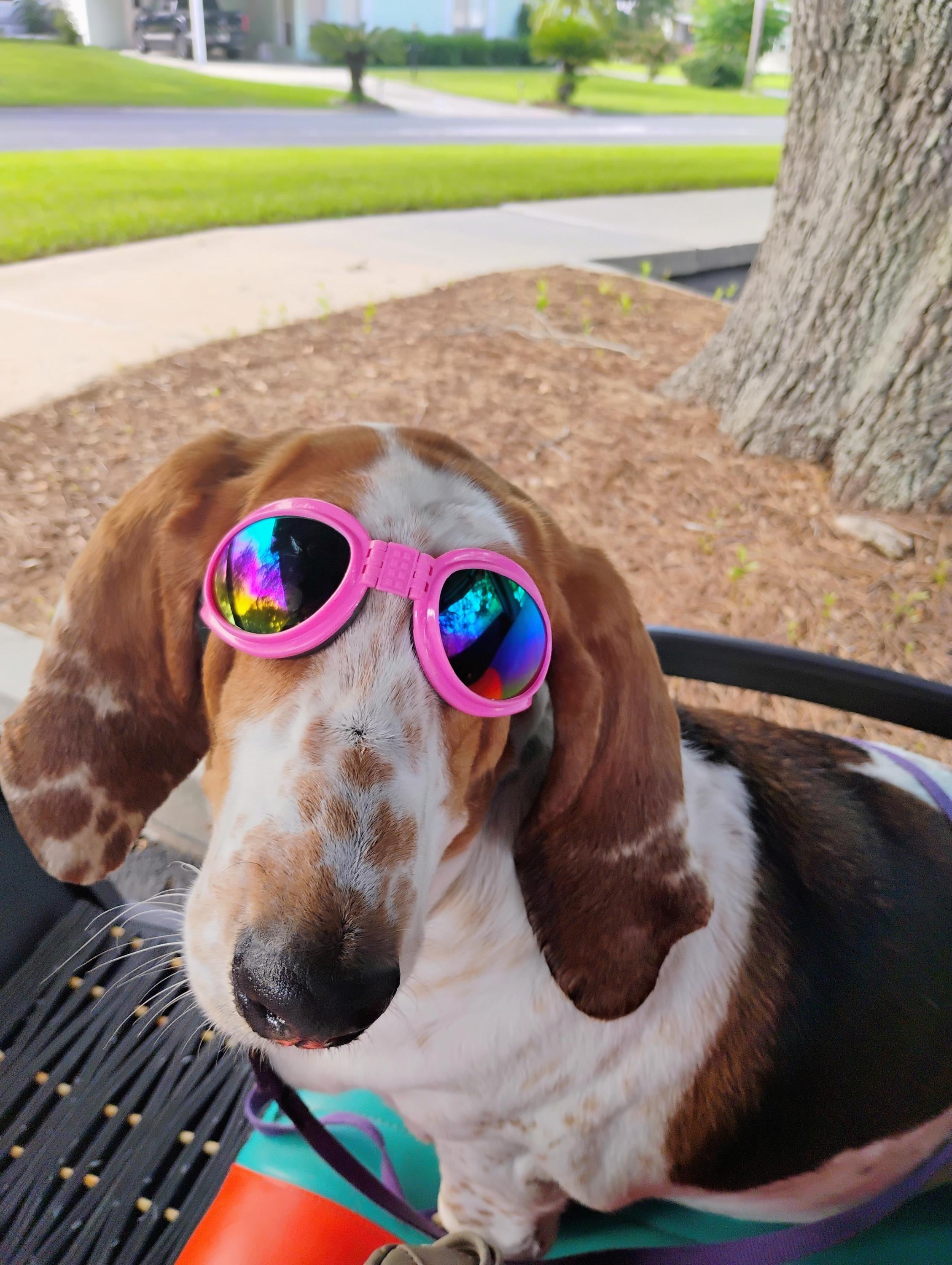 Doggie Sunglasses with UV Protection – Chin Strap, Foldable, works great with water, snow , sun and wind- Multiple Color Options