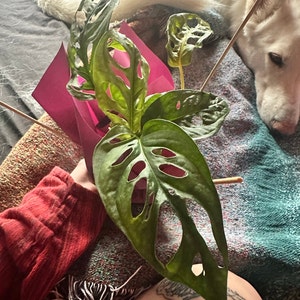 Trinity added a photo of their purchase