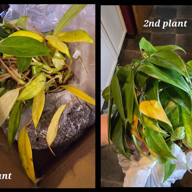 Philodendron Temptation - Live Plant - Etsy