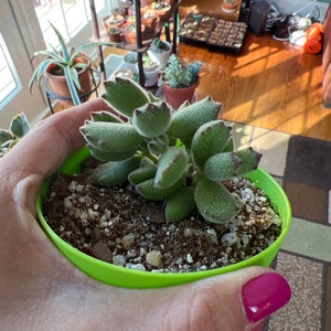 Alexandra added a photo of their purchase