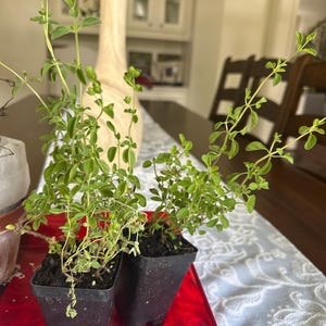 Valeria added a photo of their purchase