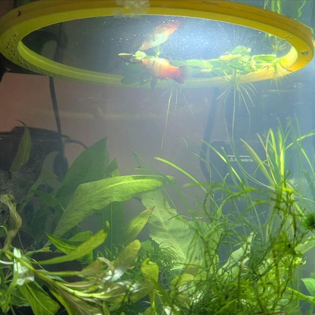 Aphumedc 6 STKS Visvoeding Ring - Zwarte EVA Aquarium Drijvende Aphumedc 6 STKS Visvoeding Ring - Zwarte EVA Aquarium Drijvende