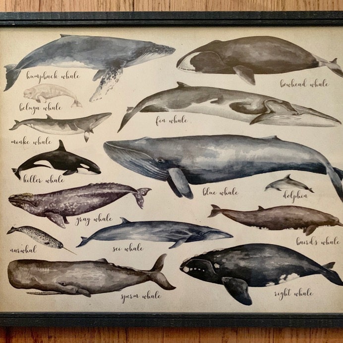 Whale Comparison Chart