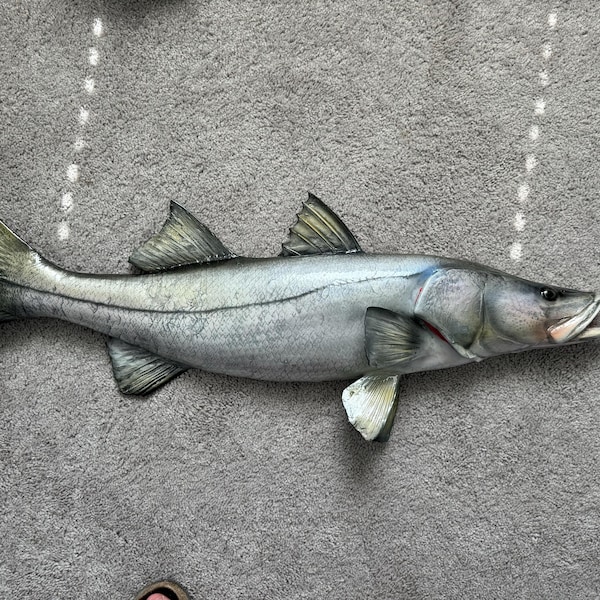 Snook - Fish Mount - Fiberglass Taxidermy Replica - Half Mount - Etsy