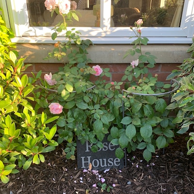 Heavy Duty Peony, Hydrangea GROW THROUGH Plant Support-herbaceous ...