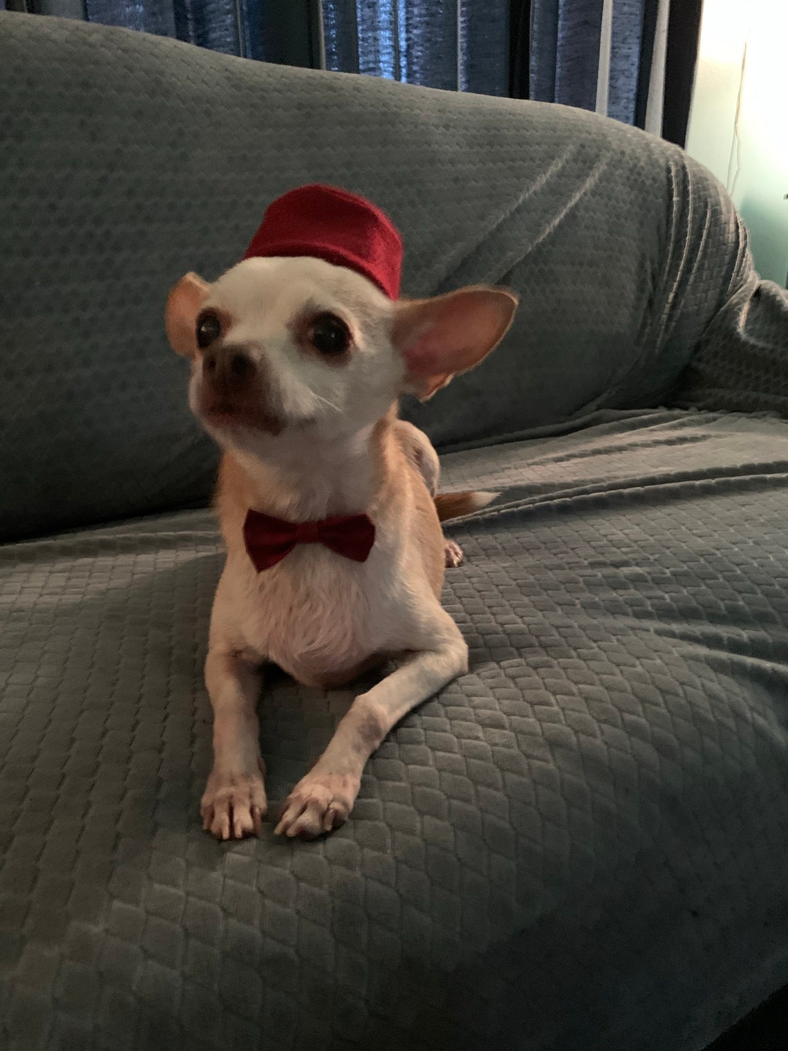 Customer photo of a pet with the Fez Hat mini small pet Cat Dog Hedgehog Vogue