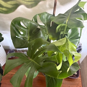 Serena added a photo of their purchase