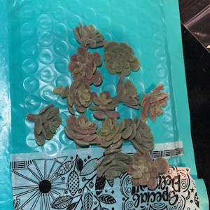Savannah ha añadido una foto de su compra
