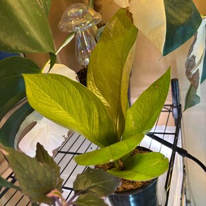 Anthurium King of King – Rare Velvet Leaf Aroid – 4” Pot - Indoor