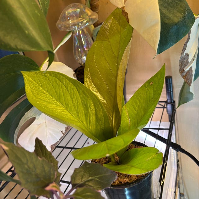 Anthurium King of King – Rare Velvet Leaf Aroid – 4” Pot - Indoor