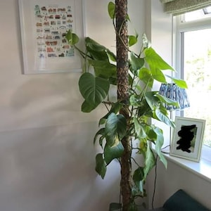 Ollie added a photo of their purchase