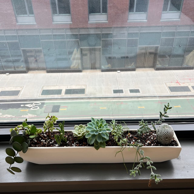 Linea Windowsill Planters 