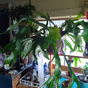 Glenna added a photo of their purchase