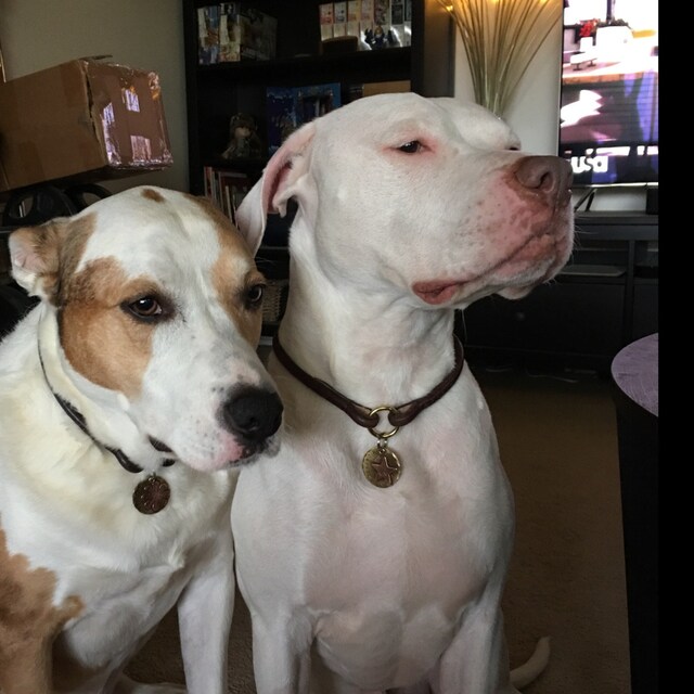 Premium Round Leather Dog Slip Collar Etsy