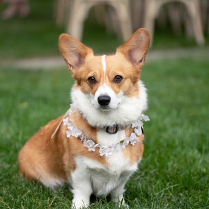 Dog Faux Baby's Breath Collar Accessory Weddings | Etsy
