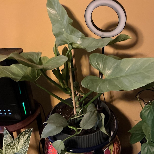 Silver Sword Philodendron | Air Roots W/ Multiple Nodes| Indoor & Outdoor  Live Tropical Plant | Easy Care Houseplant Rooted in 4" or 6" Pot - Etsy