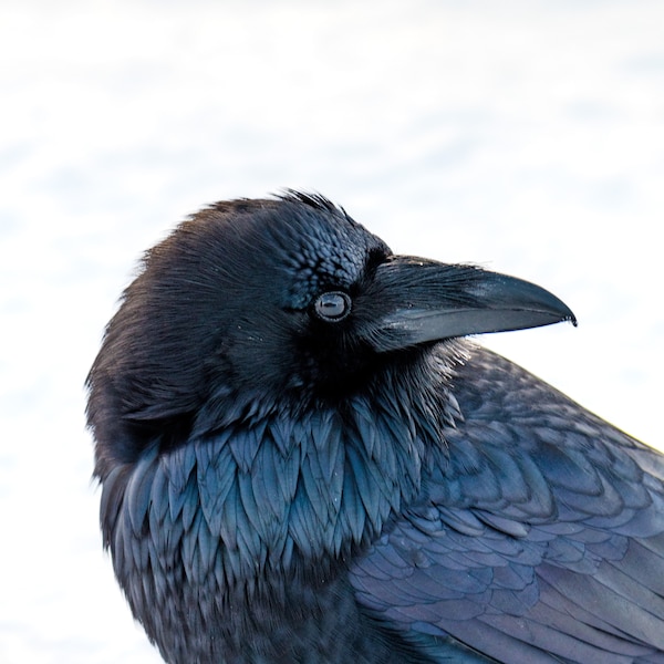 Mount Redoubt Alaska Mountain Landscape Photography - Etsy
