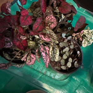 Jennifer added a photo of their purchase