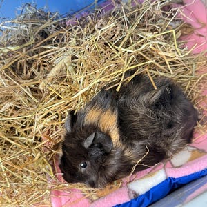 Anneka added a photo of their purchase