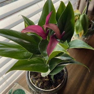 Cheryl added a photo of their purchase
