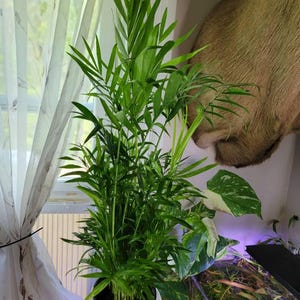 Goxkip added a photo of their purchase