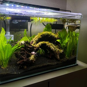 水槽の流木アーチ、盆栽、アクアスケープ、ハードスケープ、木の切り株