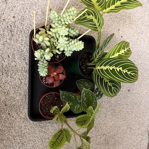 Zee added a photo of their purchase