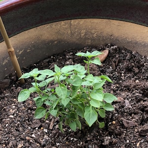 billy added a photo of their purchase