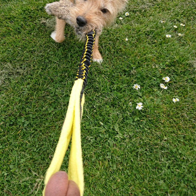 Paws Made ™ Rabbit Pawspocket Paws Pocket™ Petal Agility Dog Training Treat  Ball Agility Flyball Dog Training 