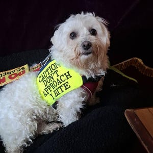 Vest (select Your Size), Caution Don't Approach I Bite, Light